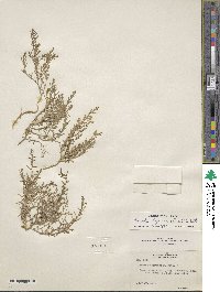 Suaeda calceoliformis image