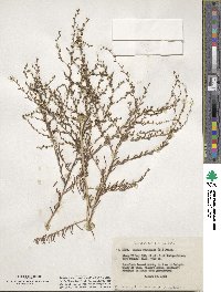 Suaeda fruticosa image