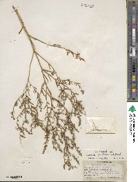 Suaeda fruticosa image