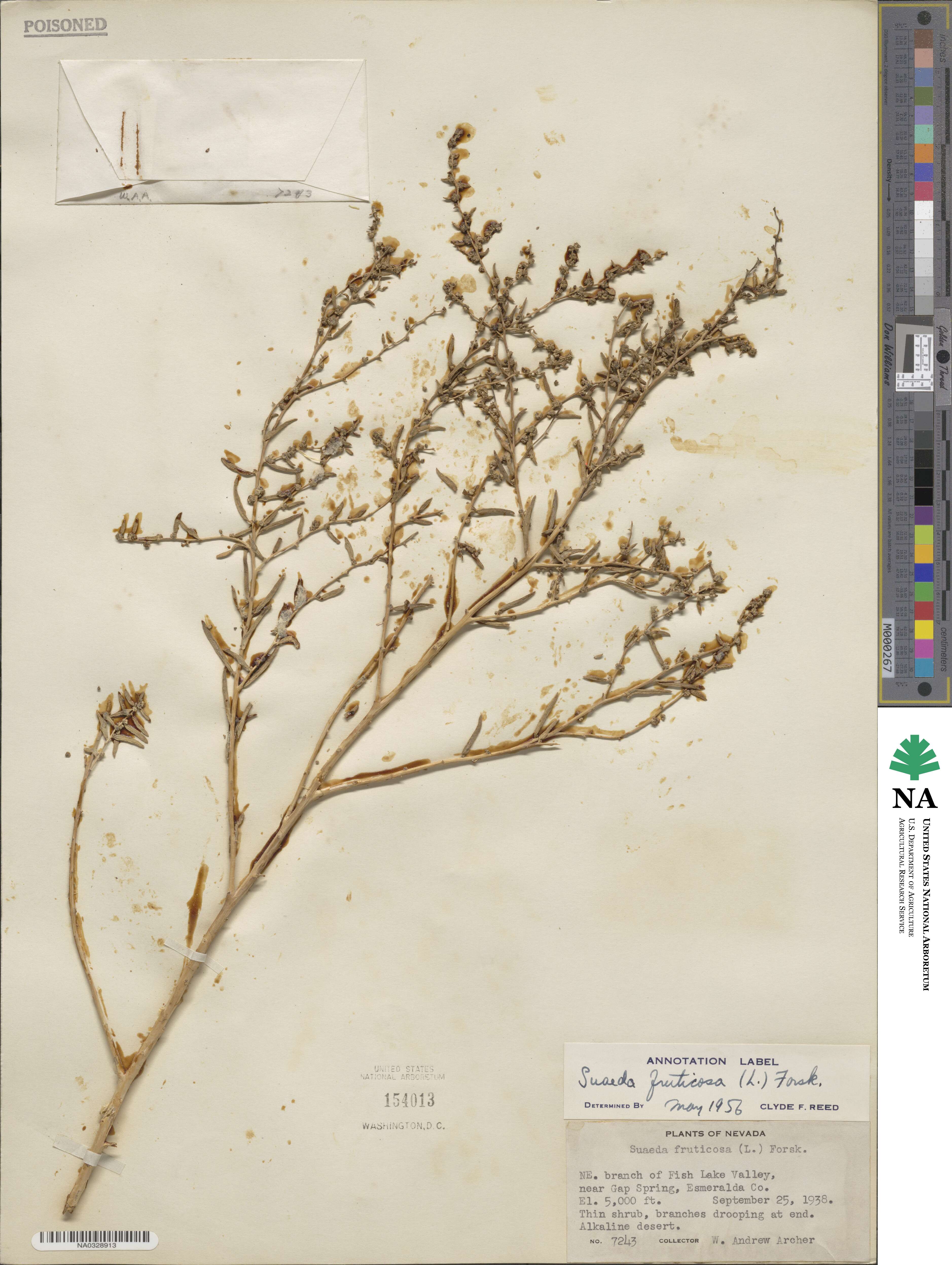 Suaeda fruticosa image