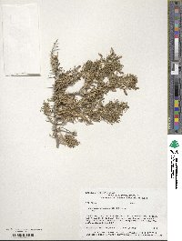 Sarcobatus vermiculatus image