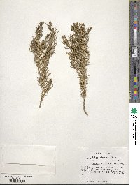 Sarcobatus vermiculatus image