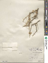 Sarcobatus baileyi image