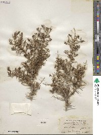 Sarcobatus baileyi image