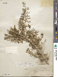 Sarcobatus vermiculatus image