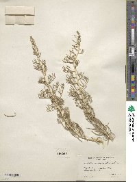 Sarcobatus vermiculatus image