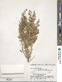 Sarcobatus vermiculatus image