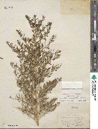 Sarcobatus vermiculatus image