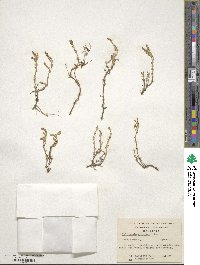 Salicornia ambigua image