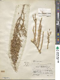 Image of Salicornia neei