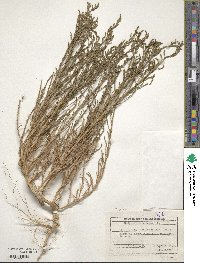 Salicornia europaea image