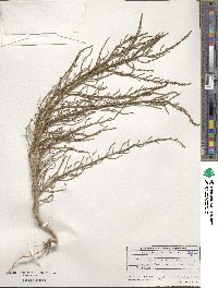 Salicornia europaea image