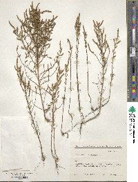 Salicornia europaea image