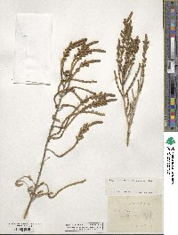 Salicornia fruticosa image