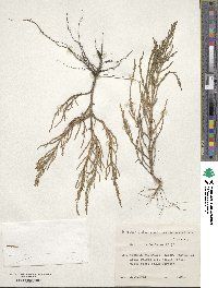 Salicornia herbacea image