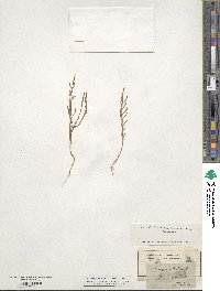 Salicornia herbacea image