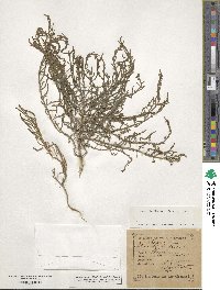 Salicornia herbacea image