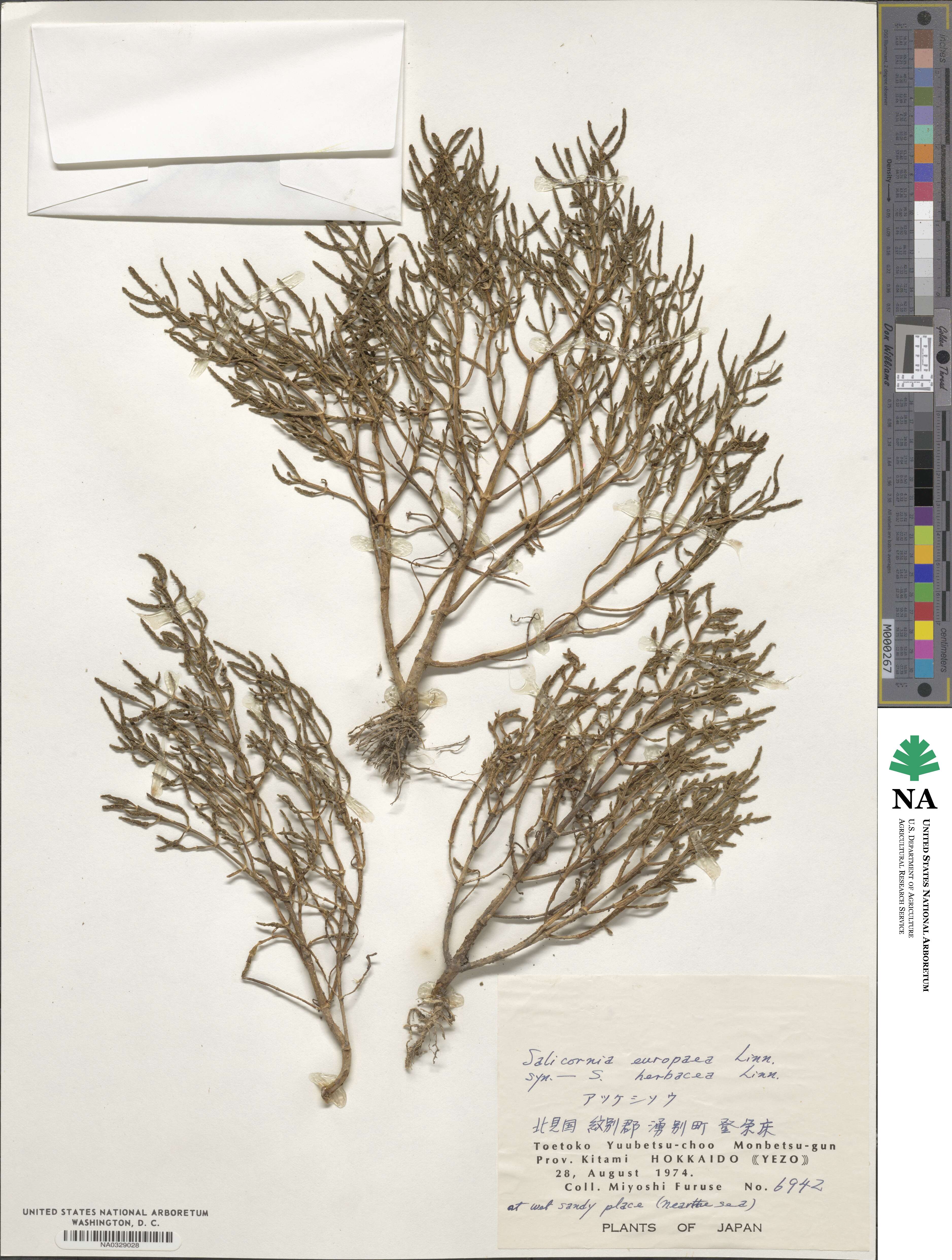 Salicornia europaea image