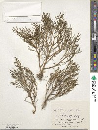 Salicornia europaea image