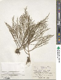 Salicornia europaea image