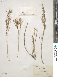 Salicornia europaea image