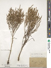 Salicornia herbacea image