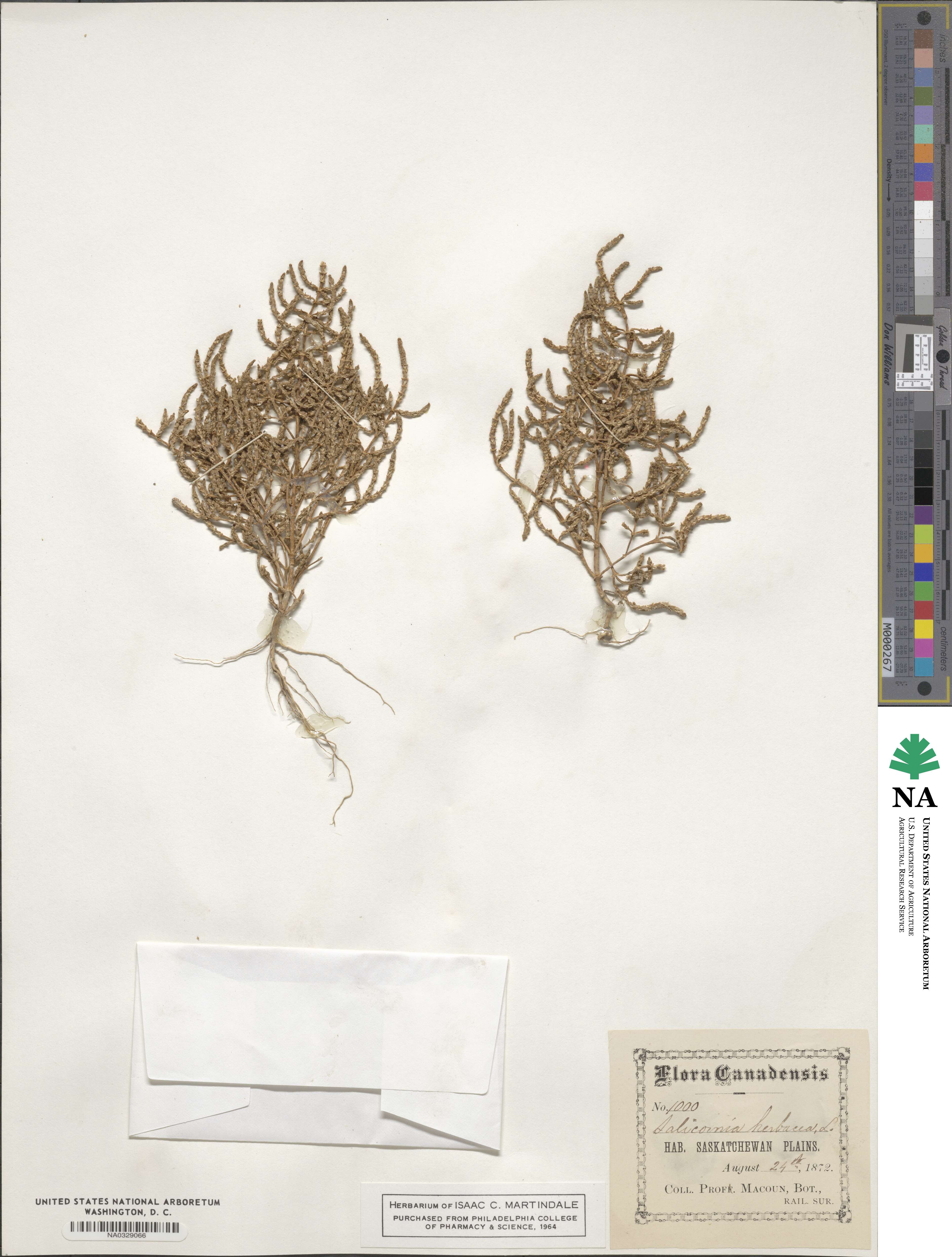 Salicornia image