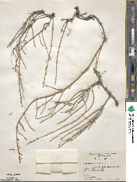 Salicornia perennis image