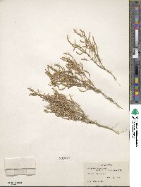 Image of Salicornia rubra