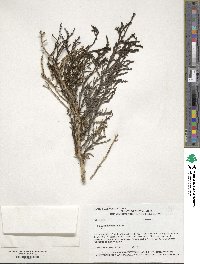 Salicornia utahensis image