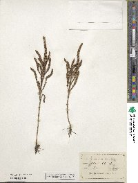 Salicornia virginica image