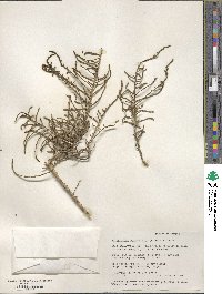 Image of Allenrolfea occidentalis