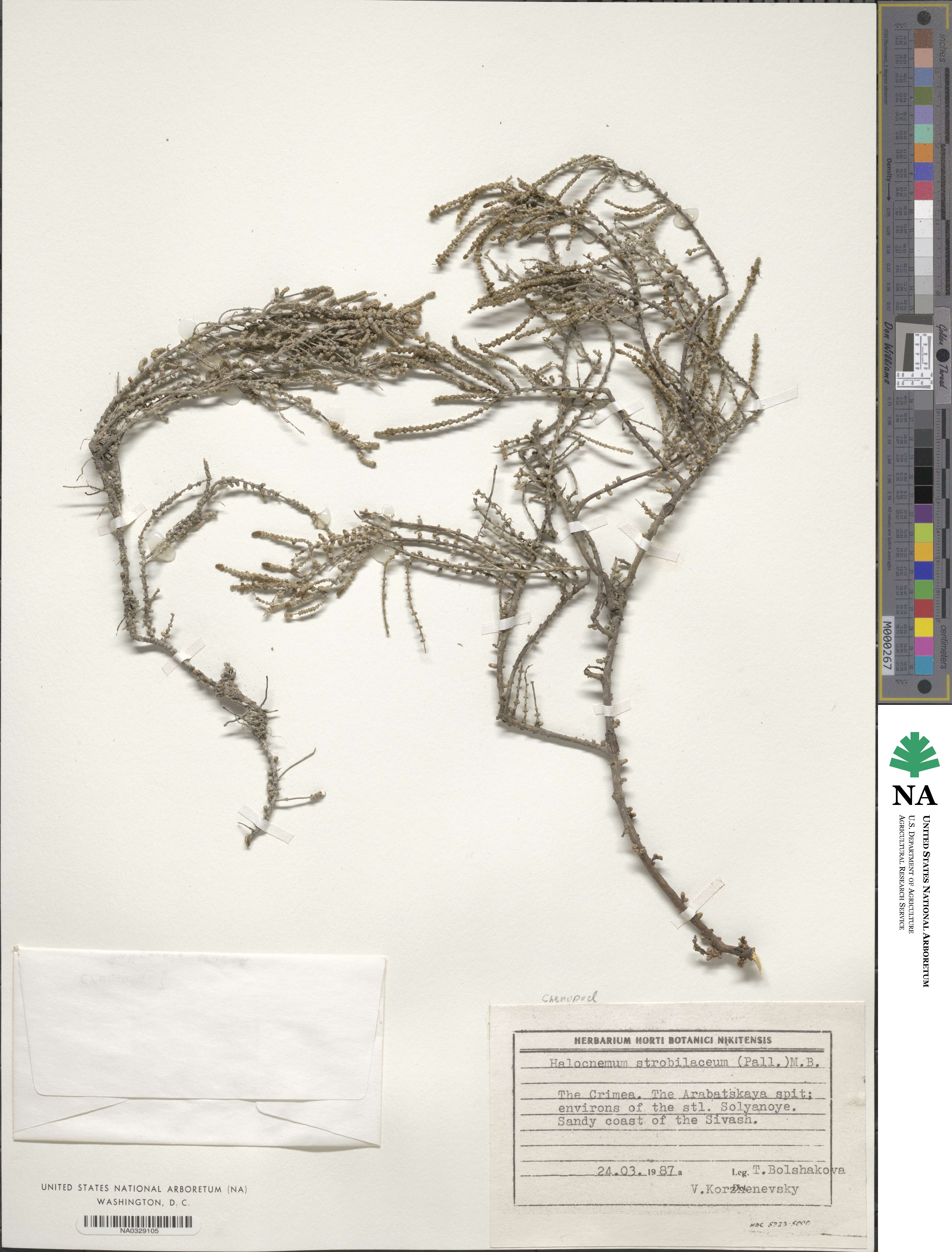 Halocnemum strobilaceum image