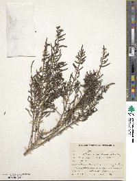 Image of Arthrocnemum indicum