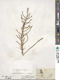 Salicornia ambigua image