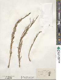 Salicornia ambigua image