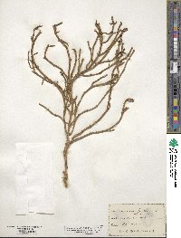 Salicornia ambigua image