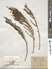 Salicornia ambigua image