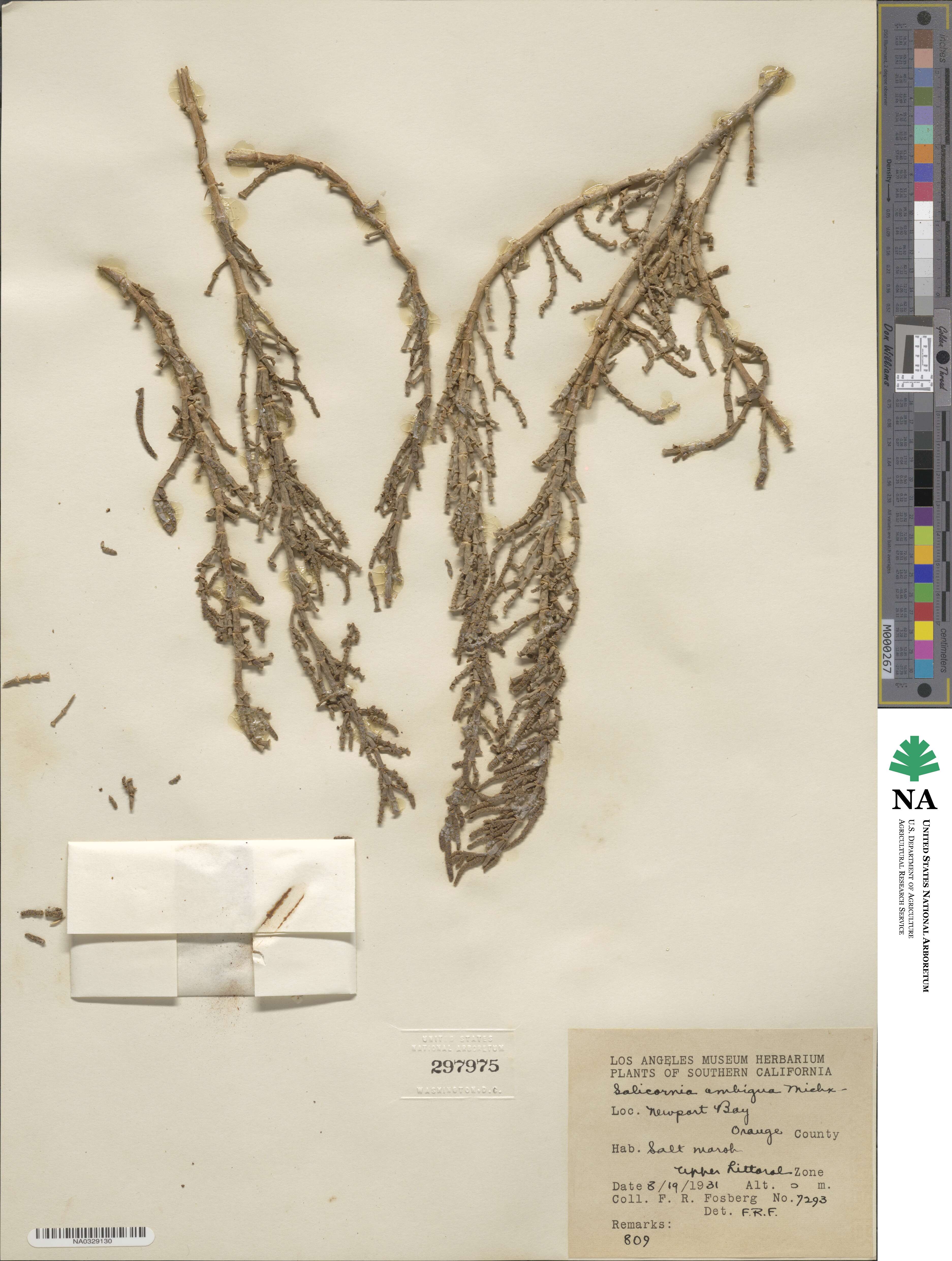 Salicornia ambigua image