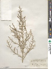 Allenrolfea occidentalis image