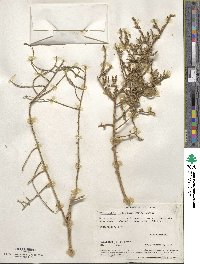 Allenrolfea occidentalis image