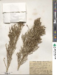 Allenrolfea occidentalis image