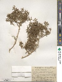 Allenrolfea occidentalis image