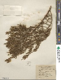 Allenrolfea occidentalis image