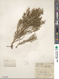 Allenrolfea occidentalis image