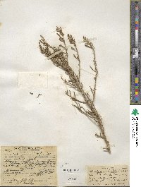 Allenrolfea occidentalis image