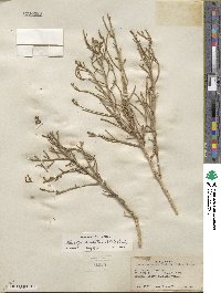 Allenrolfea occidentalis image