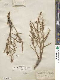 Allenrolfea occidentalis image