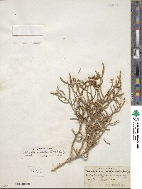 Allenrolfea occidentalis image