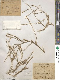 Image of Corispermum hyssopifolium